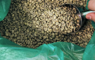 Green coffee in a GrainPro hermetic bag.